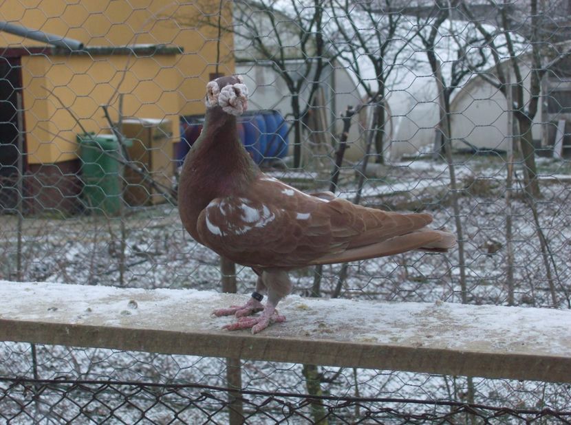 mascul 2016 - Carunculati de oradea