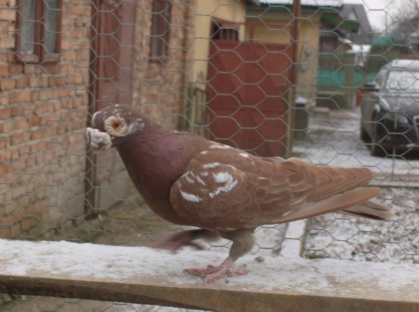  - Carunculati de oradea