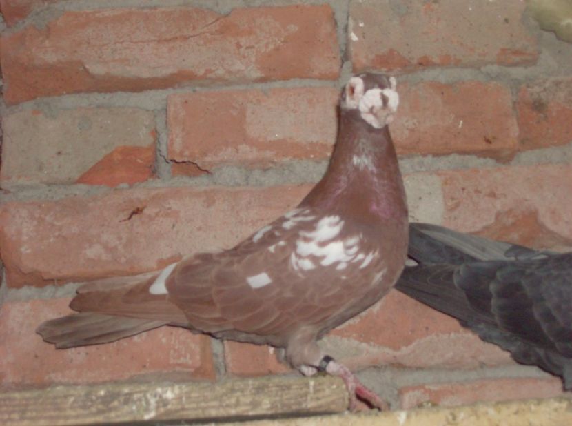  - Carunculati de oradea