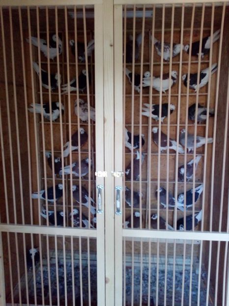  - ROLLER DE BIRMINGHAM LINIA HEINE BIJKER -HENRI SMITH