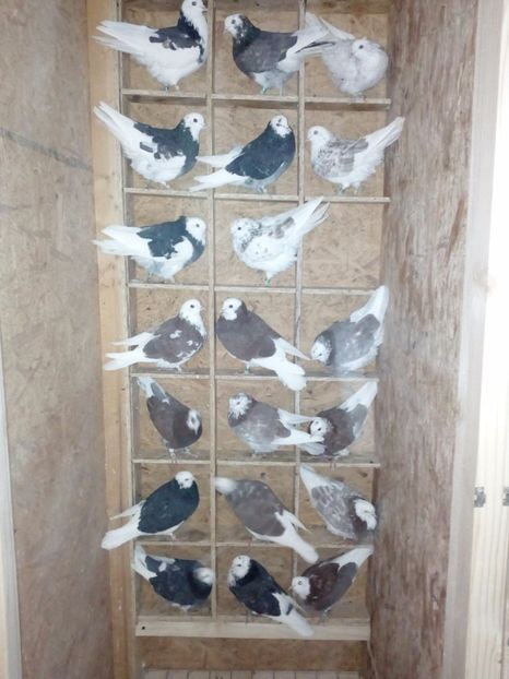  - ROLLER DE BIRMINGHAM LINIA HEINE BIJKER -HENRI SMITH