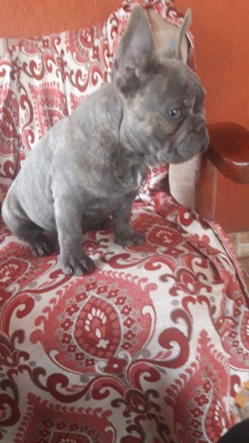 IMG-20180114-WA0035 - Bulldog francez de vanzare