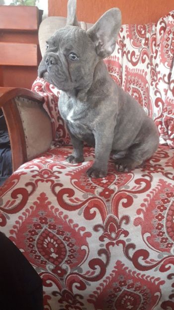 IMG-20180114-WA0043 - Bulldog francez de vanzare
