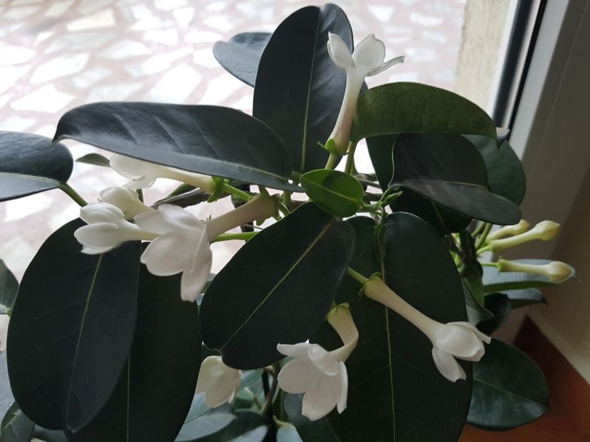 Se deschid floricelele... - Alte plante de interior