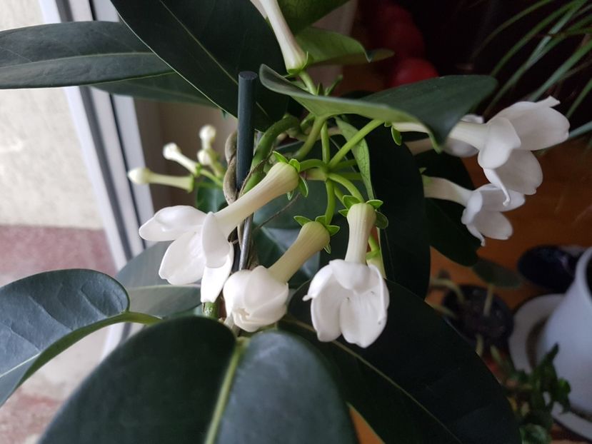 ...si au un parfum grozav! :) - Alte plante de interior