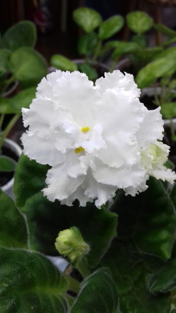 RS Diana - ZZ RS Diana