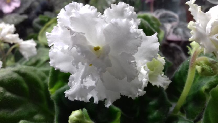 RS Diana - ZZ RS Diana