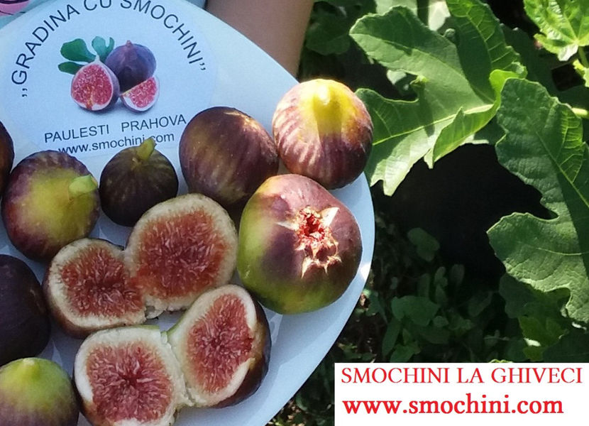 Fructe de smochin mov romanesc - 01 - CONTACT