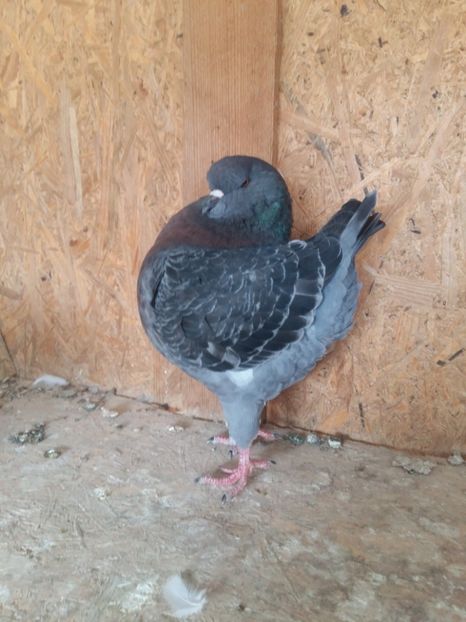 Femela - tineret 2017