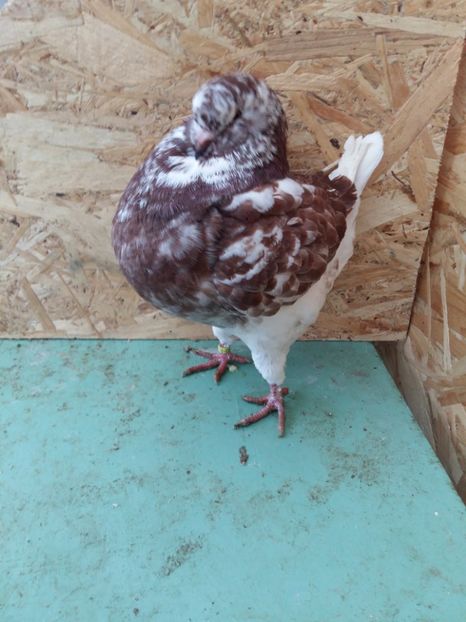 Femela - tineret 2017