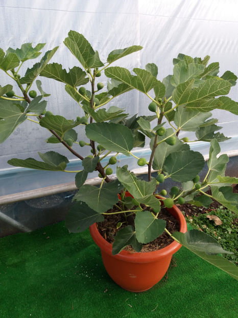 Smochin romanesc cu fruct galben , planta de 2 ani - Smochin galben romanesc