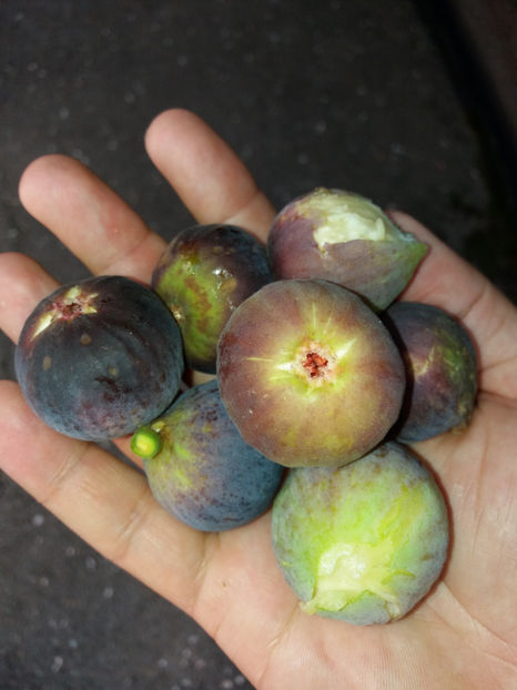 Fructe de smochin mov - Smochin mov romanesc