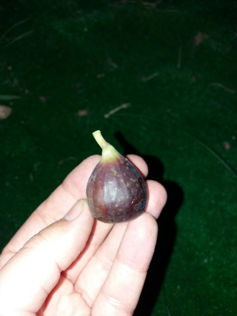 Smochine soiul Svinita / Florea / Michurinska10  (denumirea bulgara) - Smochin romanesc de dulceata