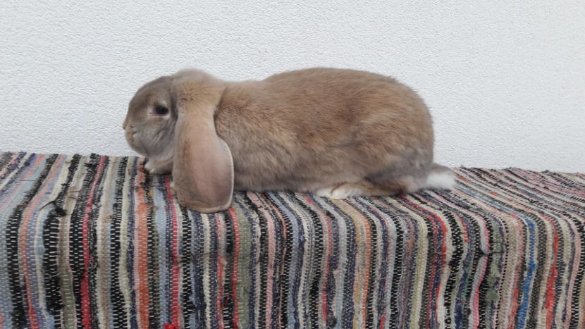  - 2- Femela berbec german mignon