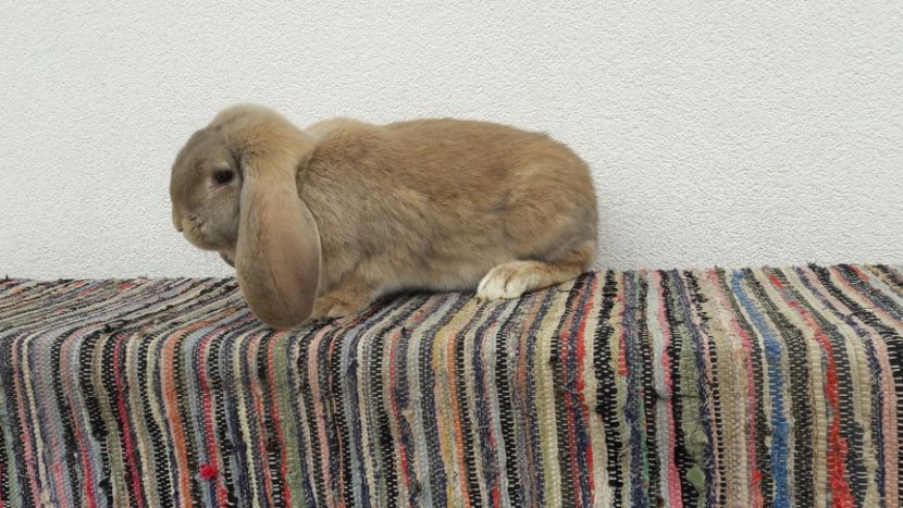  - 2- Femela berbec german mignon