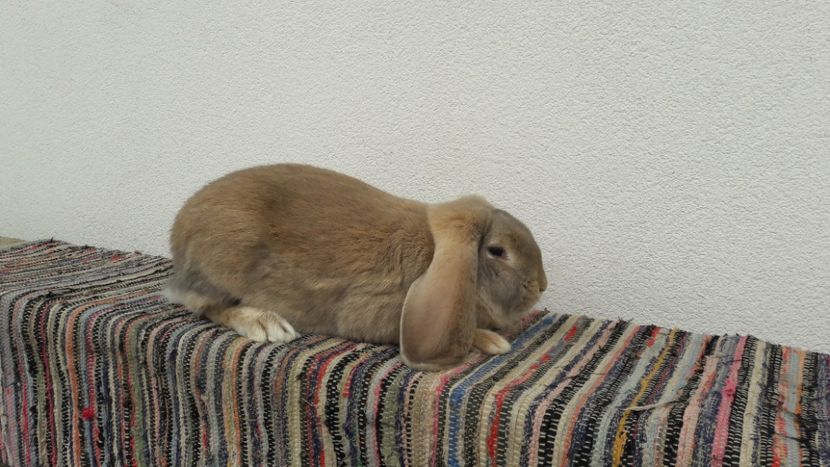  - 2- Femela berbec german mignon