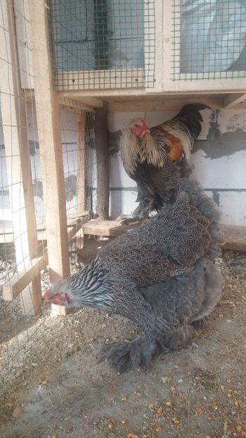  - Brahma silver 2018