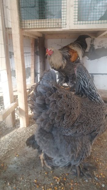  - Brahma silver 2018