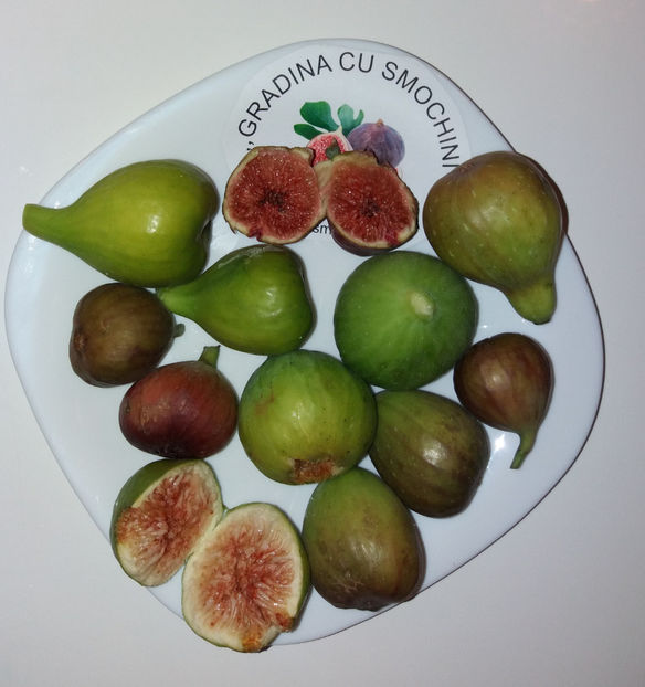 Smochinele noastre - 02 - SMOCHINI ROMANESTI