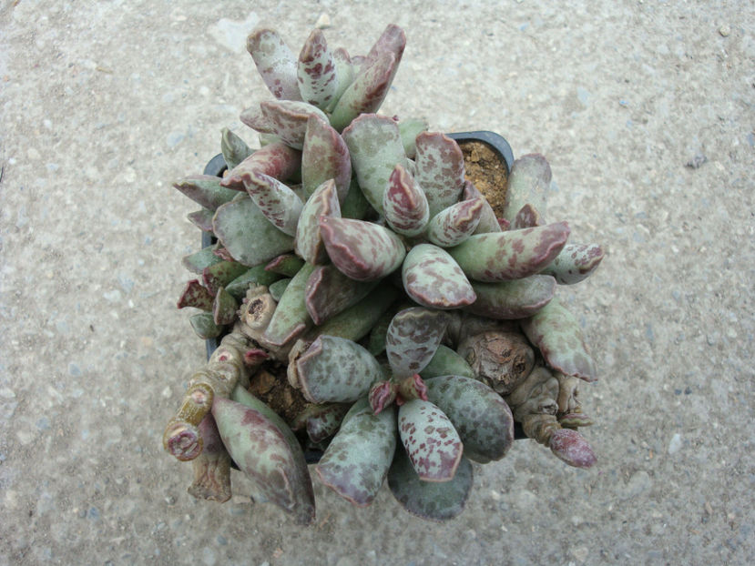 Adromischus cooperii (Baker) A.Berger 1930. - Genul Adromischus