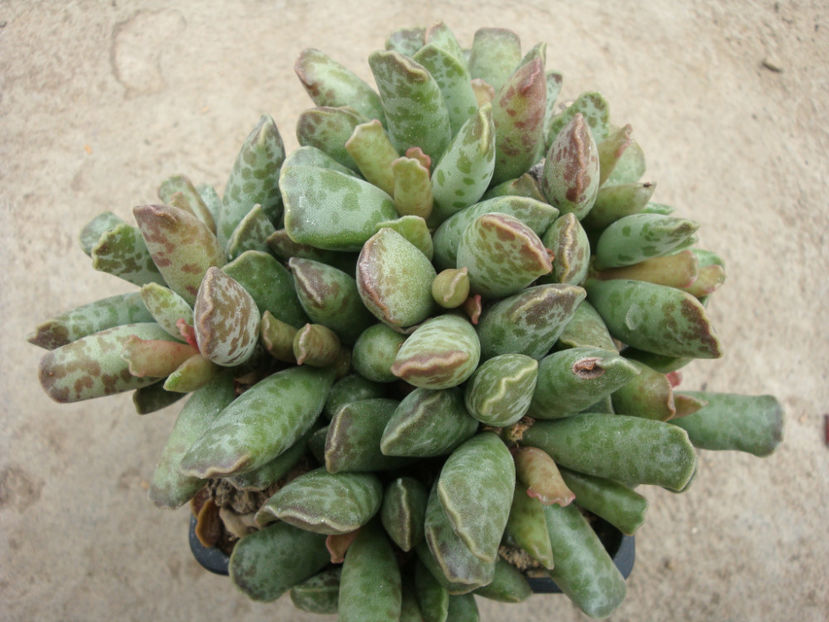 Adromischus cooperii (Baker) A.Berger 1930. - Genul Adromischus