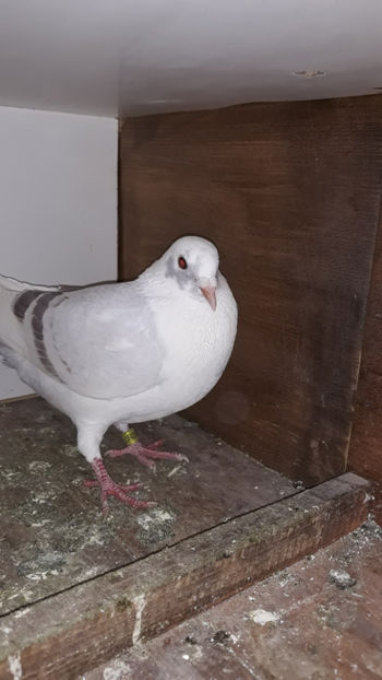 F 17 - Porumbei voiajori