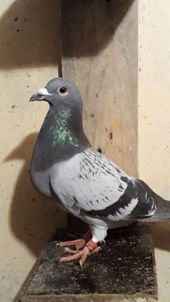 F 16 - Porumbei voiajori