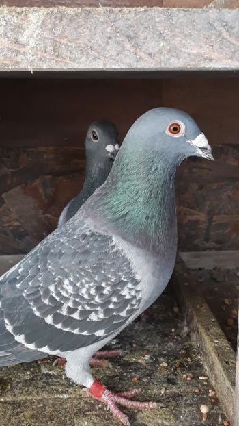 M 16 - Porumbei voiajori