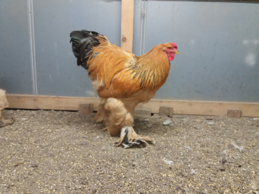 26.11.2017 147 - 16 de vinzare