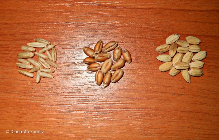 Semințe de Alac,Grâu,Orez de Armenia (Oryza sativa) - Pentru pasari granivore dieta