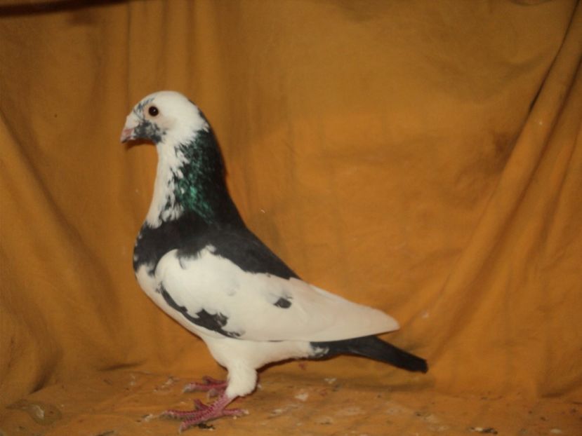 Mascul 2017 - VOIAJORI MATCA 2018