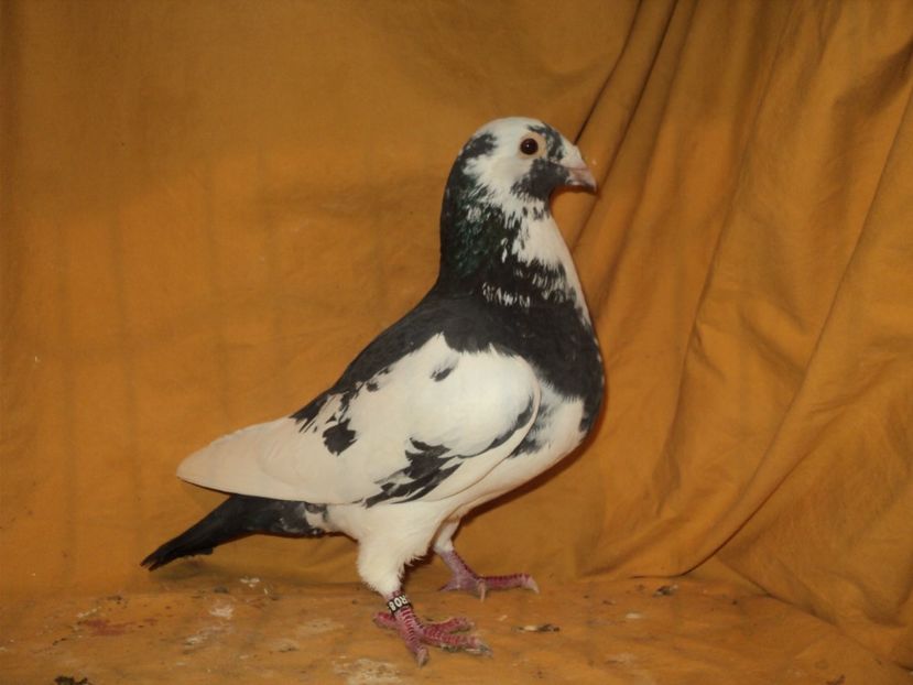  - VOIAJORI MATCA 2018