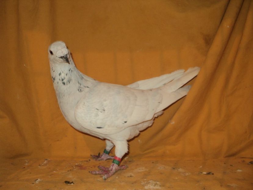 Mascul 2016 - VOIAJORI MATCA 2018