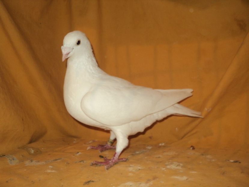  - VOIAJORI MATCA 2018