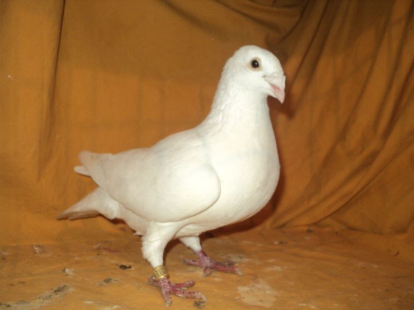  - VOIAJORI MATCA 2018