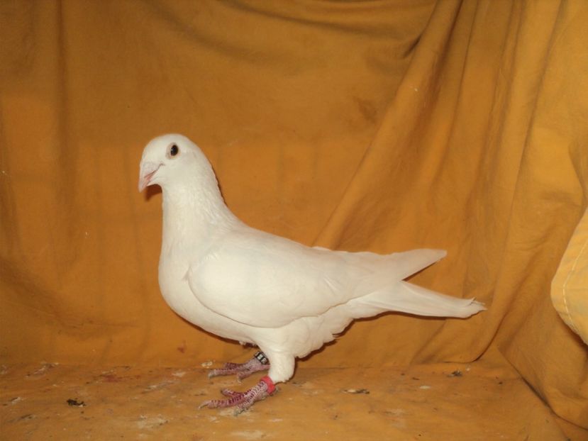 Femela 2016 - VOIAJORI MATCA 2018