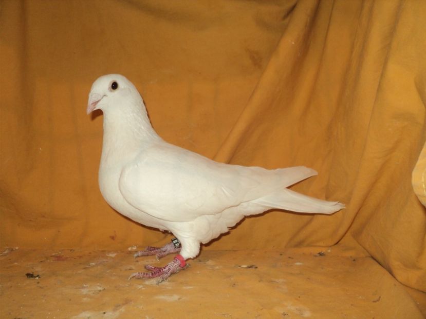  - VOIAJORI MATCA 2018