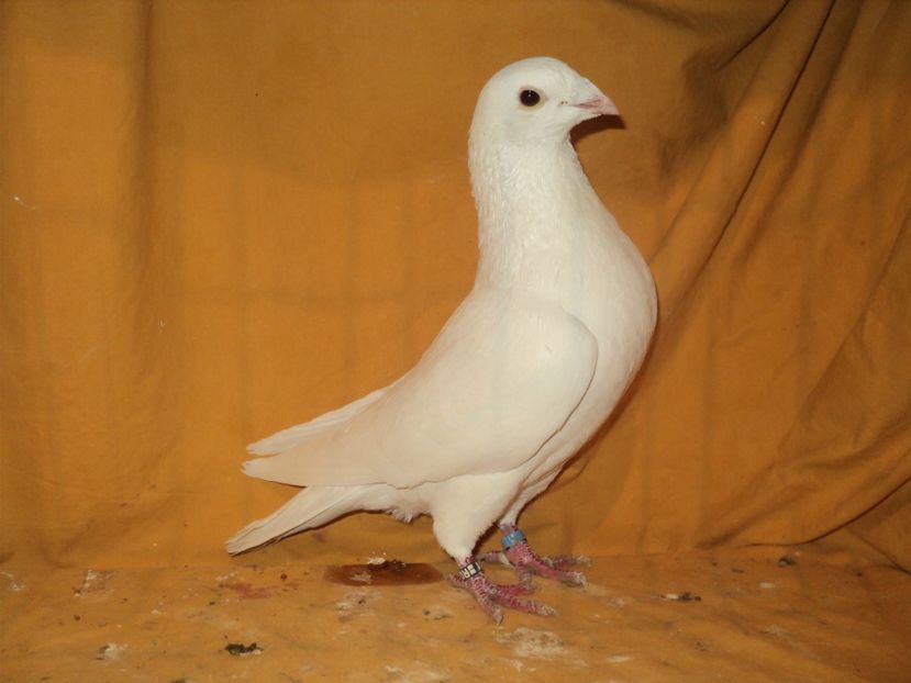  - VOIAJORI MATCA 2018