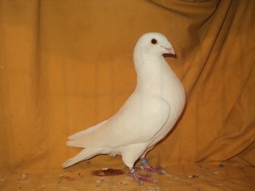  - VOIAJORI MATCA 2018