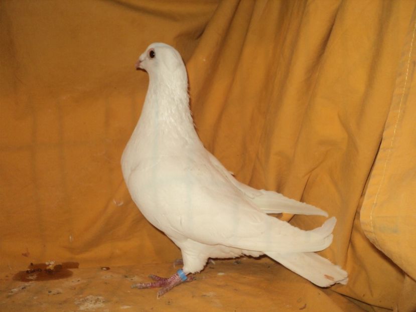 Femela 2017 - VOIAJORI MATCA 2018