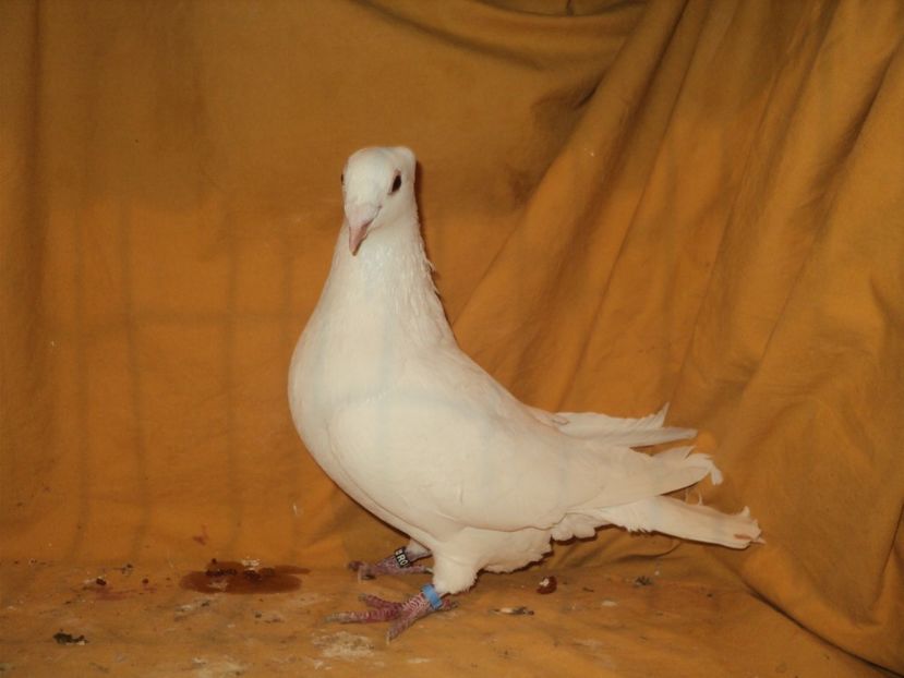  - VOIAJORI MATCA 2018