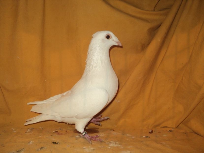  - VOIAJORI MATCA 2018