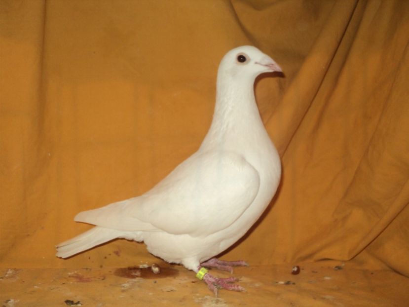  - VOIAJORI MATCA 2018