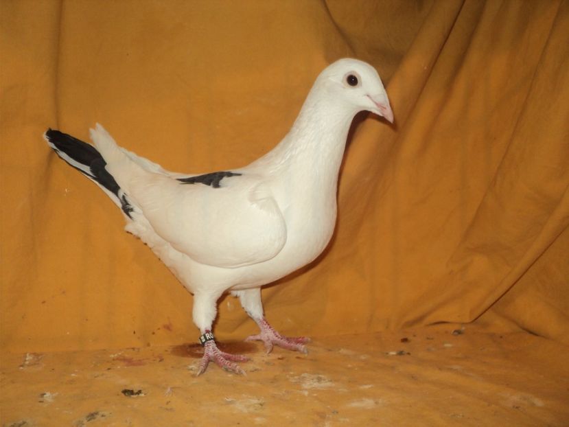 Mascul 2017 - VOIAJORI MATCA 2018