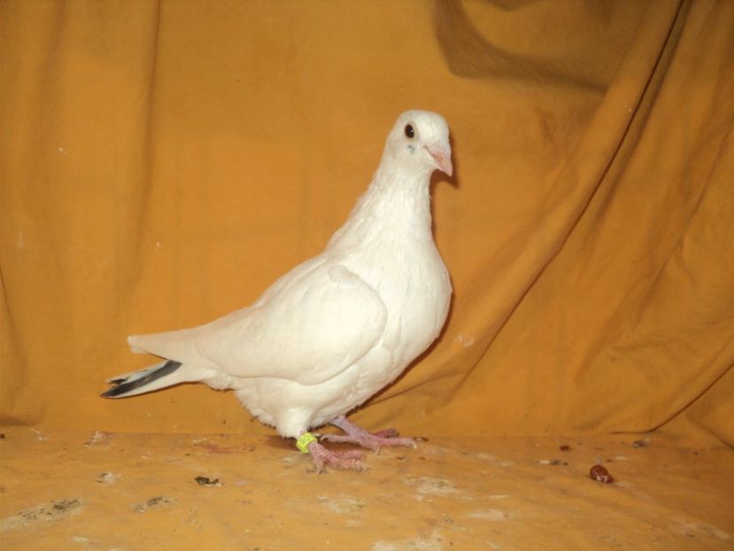 Femela 2017 - VOIAJORI MATCA 2018