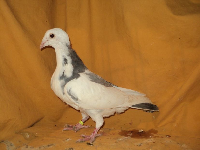 Mascul 2017 - VOIAJORI MATCA 2018