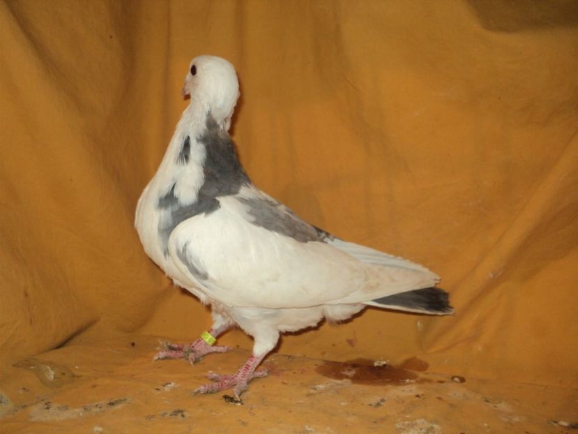  - VOIAJORI MATCA 2018