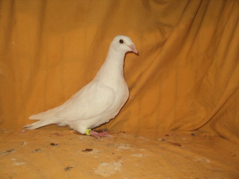 Femela 2017 - VOIAJORI MATCA 2018