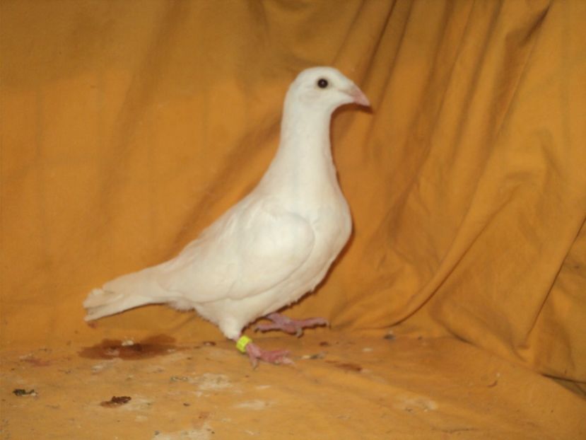  - VOIAJORI MATCA 2018