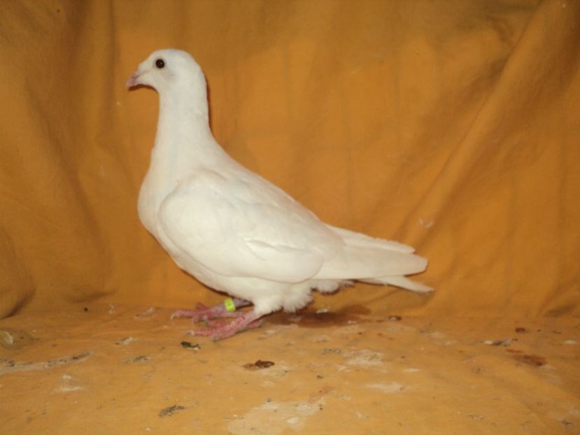  - VOIAJORI MATCA 2018